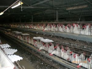 Granja industrial de pollos / Foto: ITamar K.