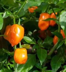 10739226 - habanero peppers (capsicum chinense) growing on plants.