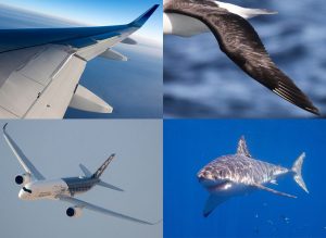 Airbus piel de tiburón. Revista Fortuna