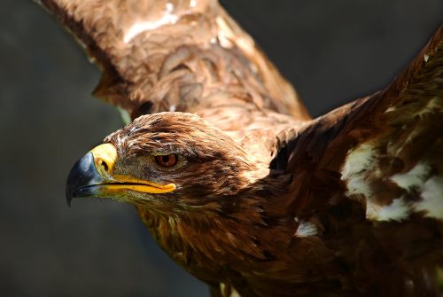 Toks y El Nido recaudan fondos para la preservación del águila real -  Revista Fortuna