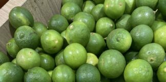 Afecta alza en precio de los fertilizantes al limón