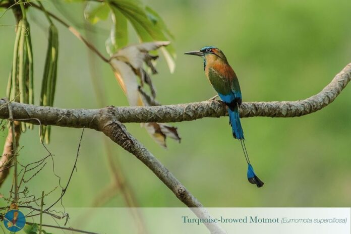 colibri