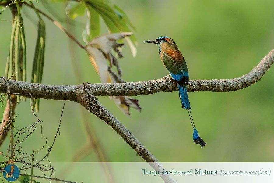 Chiapas Fomenta Conservación De Aves Y Ecosistemas Anuncian Festival De Aviturismo 