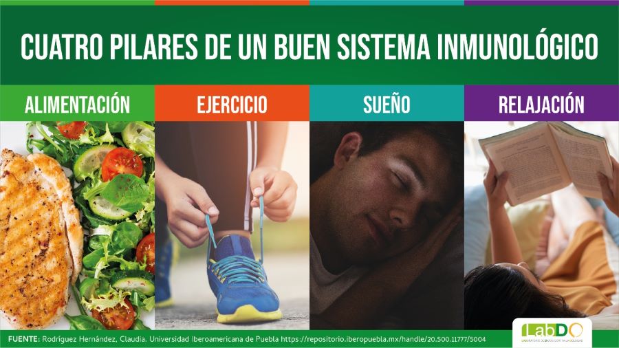 Una Buena Alimentación Para Fortalecer El Sistema Inmune