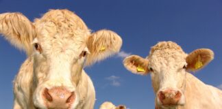 Bill Gate invierte en startup que reduciría impacto ambiental del ganado
