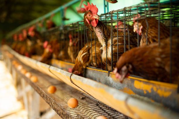 Que tiene que ver la gripe aviar con el incremento en el precio de huevo 