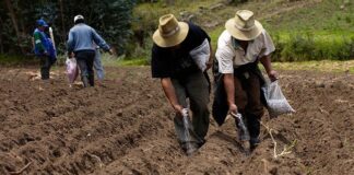 Fertilizantes para el Bienestar pretende distribuir 42 mil 505 toneladas del insumo para Veracruz