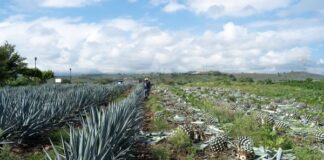 Foto CCA. Consumo de agua en el cultivo de agave podría ir contra normas ambientales mexicanas.