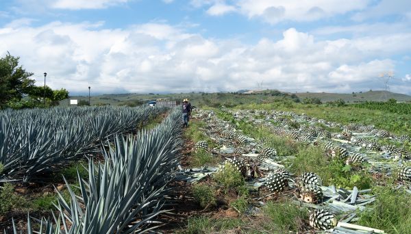 Agave Foto CCA. Consumo de agua en el cultivo de agave podría ir contra normas ambientales mexicanas.