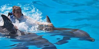 Los delfines son los animales marinos más inteligentes del planeta, hay una conexión especial entre ellos y los seres humanos