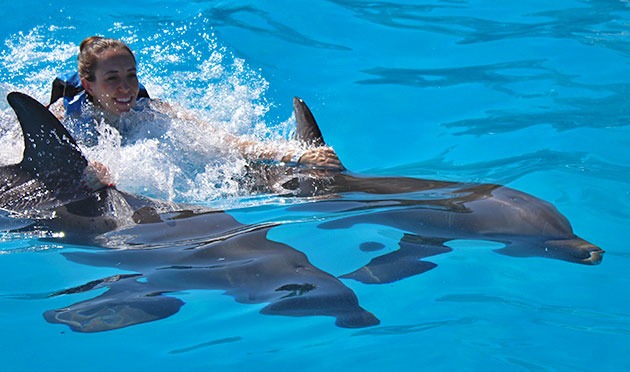 Los delfines son los animales marinos más inteligentes del planeta, hay una conexión especial entre ellos y los seres humanos