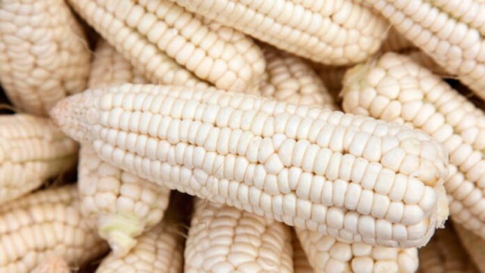 Vuelve arancel del 50% a importaciones de maíz blanco en México