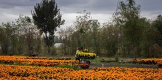 Valor estimado de producción nacional de flor de cempasúchil supera los 500 mdp