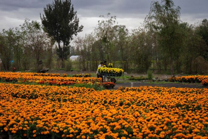 Valor estimado de producción nacional de flor de cempasúchil supera los 500 mdp