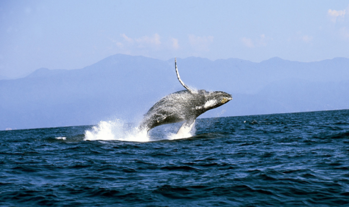 Ballena Jorobada