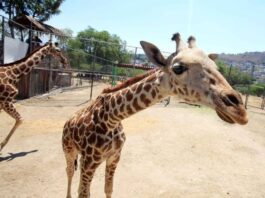 Falta de alimento y servicios médicos cobran la vida de jirafa Guga en Ecatepec