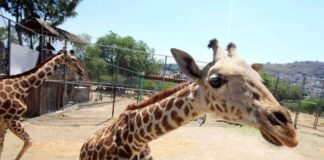 Falta de alimento y servicios médicos cobran la vida de jirafa Guga en Ecatepec