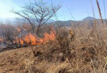 Cinco incendios activos en Veracruz; Conafor, voluntarios y organizaciones atienden zonas afectadas
