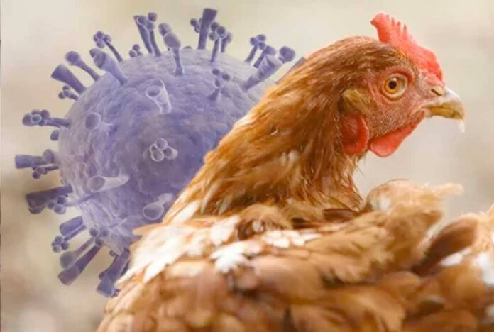 Recomendaciones frente la primera muerte humana a causa de influenza aviar