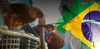 El caso es relevante no solo a nivel nacional, sino también para países importadores de carne de pollo brasileña, como México,