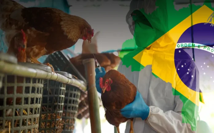 El caso es relevante no solo a nivel nacional, sino también para países importadores de carne de pollo brasileña, como México,