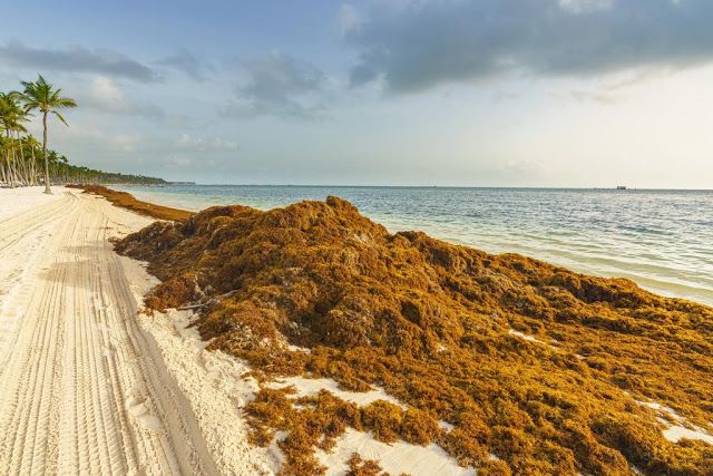 SargazoRivieraMaya001