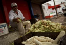 AGRICULTURA) anunció un acuerdo con Grupo MASECA para adquirir 200 mil toneladas adicionales de maíz blanco producido en Sinaloa.