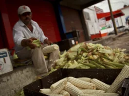 AGRICULTURA) anunció un acuerdo con Grupo MASECA para adquirir 200 mil toneladas adicionales de maíz blanco producido en Sinaloa.