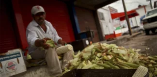 AGRICULTURA) anunció un acuerdo con Grupo MASECA para adquirir 200 mil toneladas adicionales de maíz blanco producido en Sinaloa.