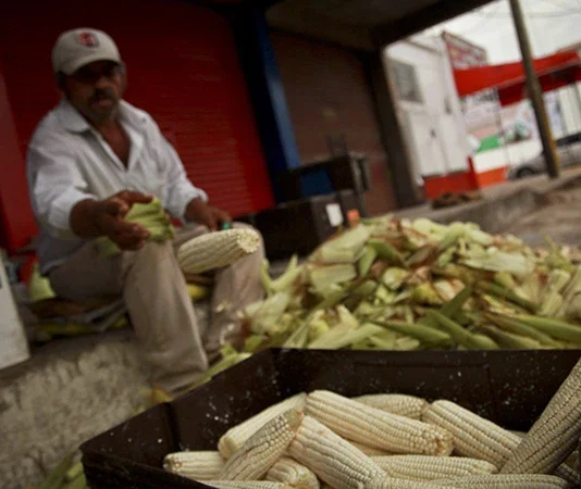 AGRICULTURA) anunció un acuerdo con Grupo MASECA para adquirir 200 mil toneladas adicionales de maíz blanco producido en Sinaloa.