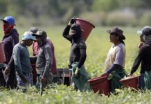capacitación de indocumentados