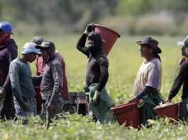 capacitación de indocumentados