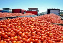 Aplica EE. UU. aranceles del 17.09% al jitomate mexicano; Sheinbaum contesta: “No tienen cómo cubrir su demanda sin nosotros”