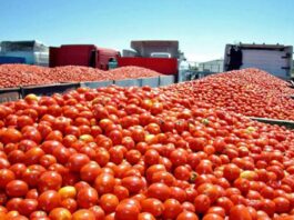 Aplica EE. UU. aranceles del 17.09% al jitomate mexicano; Sheinbaum contesta: “No tienen cómo cubrir su demanda sin nosotros”