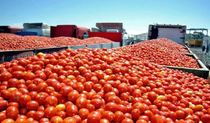 Aplica EE. UU. aranceles del 17.09% al jitomate mexicano; Sheinbaum contesta: “No tienen cómo cubrir su demanda sin nosotros” Aplica EE. UU. aranceles del 17.09% al jitomate mexicano; Sheinbaum contesta: “No tienen cómo cubrir su demanda sin nosotros”