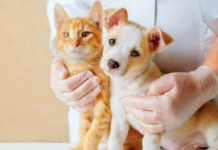 empresas como Farmacias del Ahorro y Farmacias Similares están incursionando con fuerza en el sector, ofreciendo servicios veterinarios