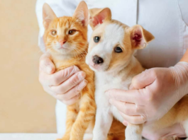 empresas como Farmacias del Ahorro y Farmacias Similares están incursionando con fuerza en el sector, ofreciendo servicios veterinarios