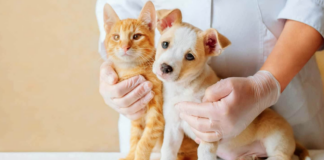 empresas como Farmacias del Ahorro y Farmacias Similares están incursionando con fuerza en el sector, ofreciendo servicios veterinarios