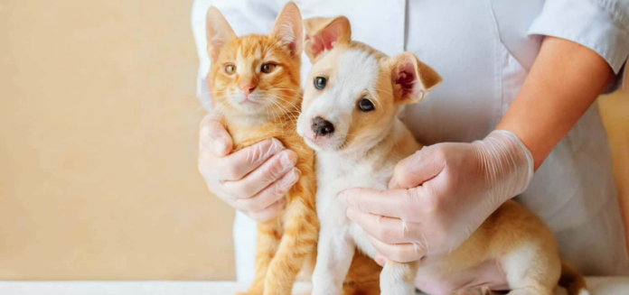 empresas como Farmacias del Ahorro y Farmacias Similares están incursionando con fuerza en el sector, ofreciendo servicios veterinarios empresas como Farmacias del Ahorro y Farmacias Similares están incursionando con fuerza en el sector, ofreciendo servicios veterinarios