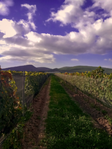 La tierra volcánica imprime en el vino una vibración profunda, como si el subsuelo ofreciera una emoción soterrada en cada sorbo.