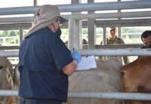 Senasica implementa sistema de trampas en Nuevo León para contener el gusano barrenador