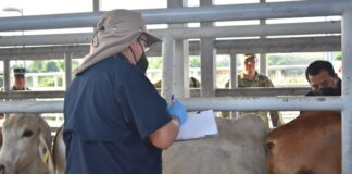 Senasica implementa sistema de trampas en Nuevo León para contener el gusano barrenador
