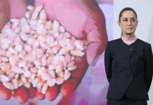 Sheinbaum protege a agricultores de maíz frente a intermediarios y grandes empresas; les pide comprar a precio más alto