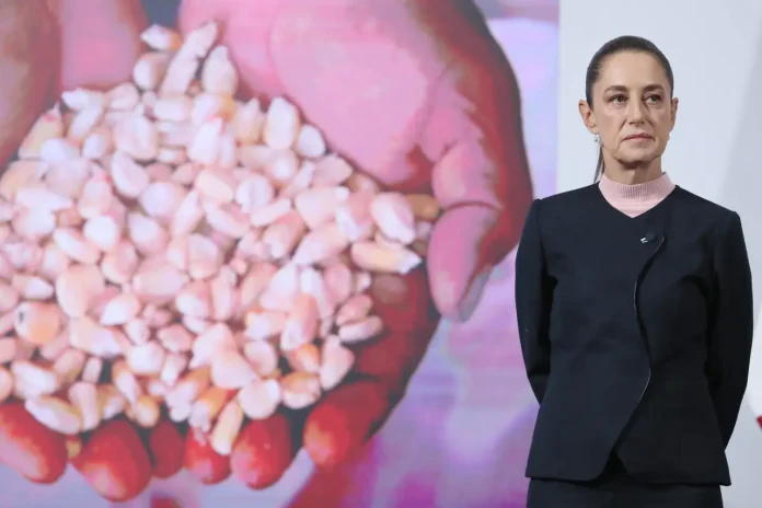 Sheinbaum protege a agricultores de maíz frente a intermediarios y grandes empresas; les pide comprar a precio más alto Sheinbaum protege a agricultores de maíz frente a intermediarios y grandes empresas; les pide comprar a precio más alto