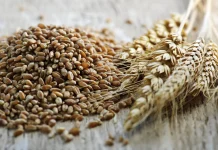 Con la mira en América Latina, Rusia modera sus envíos de trigo a México Con la mira en América Latina, Rusia modera sus envíos de trigo a México