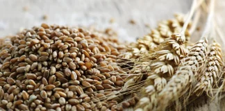 Con la mira en América Latina, Rusia modera sus envíos de trigo a México