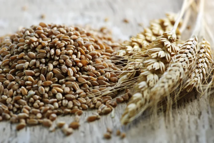 Con la mira en América Latina, Rusia modera sus envíos de trigo a México Con la mira en América Latina, Rusia modera sus envíos de trigo a México