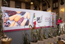 Sheinbaum anuncia “El maíz es la raíz”, con apoyos y maquinaria para 1.5 millones de campesinos Sheinbaum presentó el programa “El maíz es la raíz” en la conferencia de prensa este jueves, una estrategia integral para conservar, producir y comercializar maíz nativo, con el objetivo de fortalecer a cerca de 1.5 millones de campesinas y campesinos que trabajan la milpa en pequeñas parcelas de una o dos hectáreas.