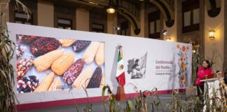 Sheinbaum presentó el programa “El maíz es la raíz” en la conferencia de prensa este jueves, una estrategia integral para conservar, producir y comercializar maíz nativo, con el objetivo de fortalecer a cerca de 1.5 millones de campesinas y campesinos que trabajan la milpa en pequeñas parcelas de una o dos hectáreas.