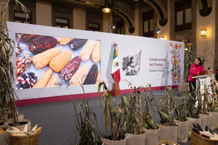 Sheinbaum presentó el programa “El maíz es la raíz” en la conferencia de prensa este jueves, una estrategia integral para conservar, producir y comercializar maíz nativo, con el objetivo de fortalecer a cerca de 1.5 millones de campesinas y campesinos que trabajan la milpa en pequeñas parcelas de una o dos hectáreas.